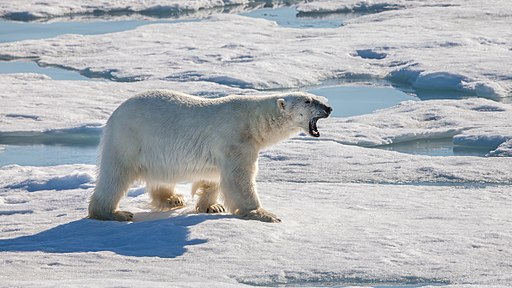 Eisbär Symbolbild Klimaschutz